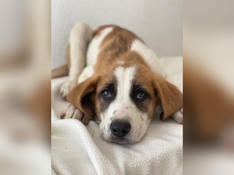 Pimock, geb. 03/2025, lebt in GRIECHENLAND, im städt. Tierheim Serres