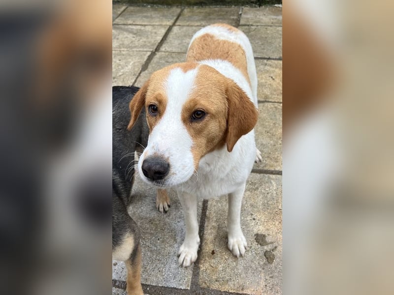 Laola, geb. ca. 05/2024, lebt in GRIECHENLAND, auf einem Gelände, wird notdürftig versorgt