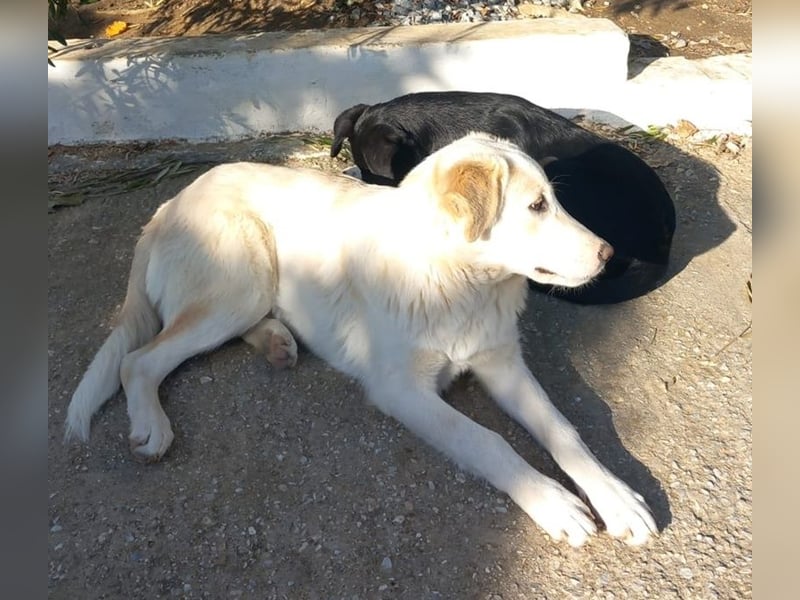 Chelsey, geb. ca. 04/2024, lebt in GRIECHENLAND, auf einer privaten Pflegestelle