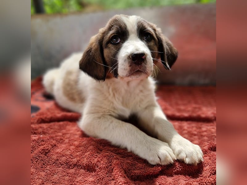 Willa, geb. ca. 01/2024, lebt in GRIECHENLAND, auf einer privaten Pflegestelle