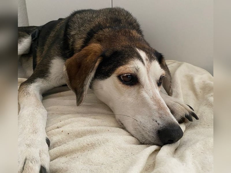 Portia, geb. ca. 06/2017, lebt auf einer Pflegestelle in 21220 Seevetal