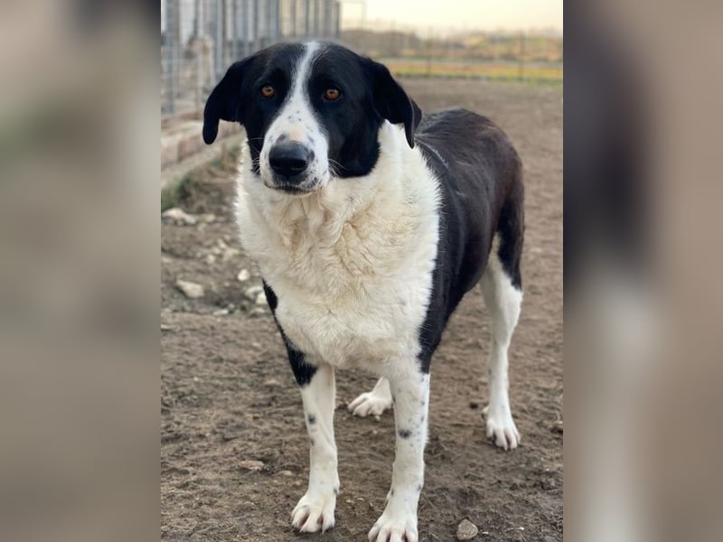Franka, geb. ca. 06/2019, lebt in GRIECHENLAND, im städt. Tierheim Serres