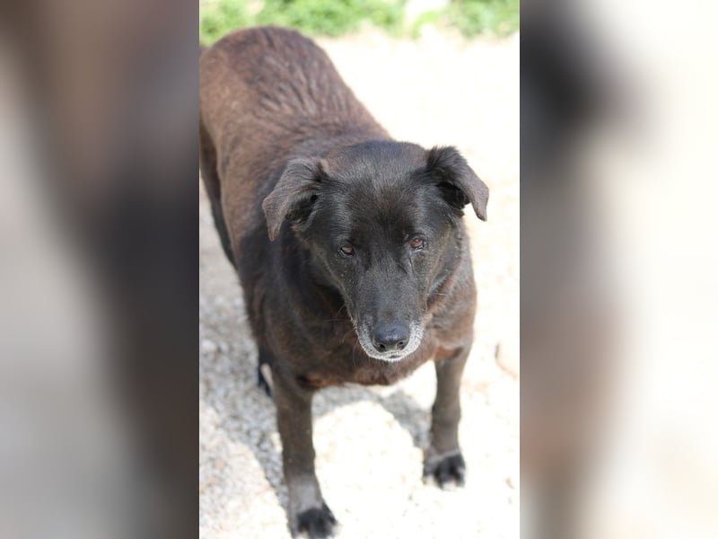 Kenzo, geb. 03/2014, lebt in GRIECHENLAND, im städt. Tierheim Serres
