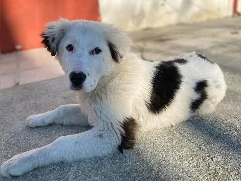 Canja, geb. ca. 08/2022, lebt in GRIECHENLAND, im städt. Tierheim Serres