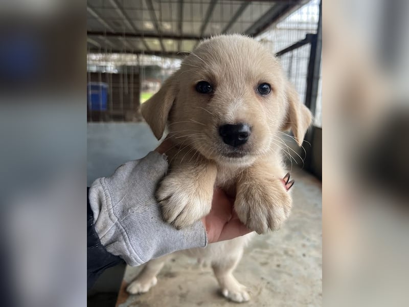 Ljón, geb. ca. 11/2025, lebt in GRIECHENLAND, auf einer privaten Pflegestelle