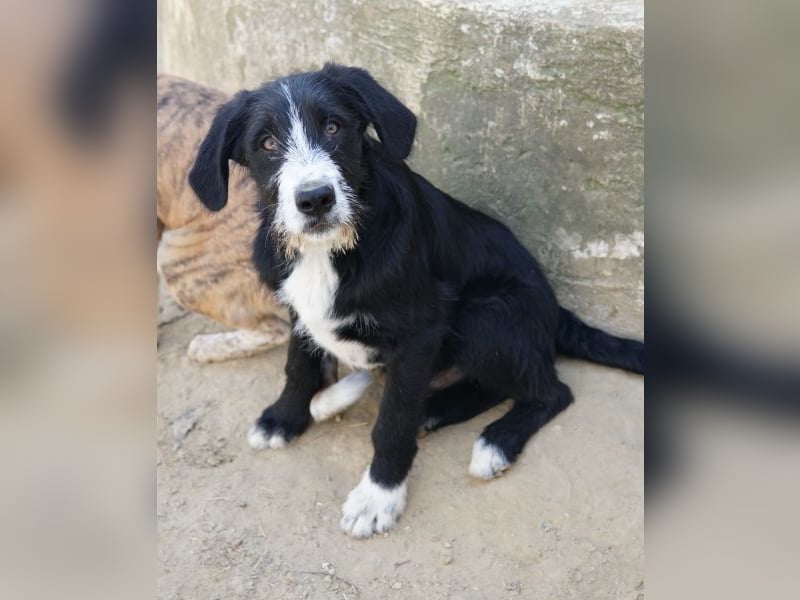 Kasimir, geb. ca. 09/2025, lebt in GRIECHENLAND, auf einer privaten Pflegestelle