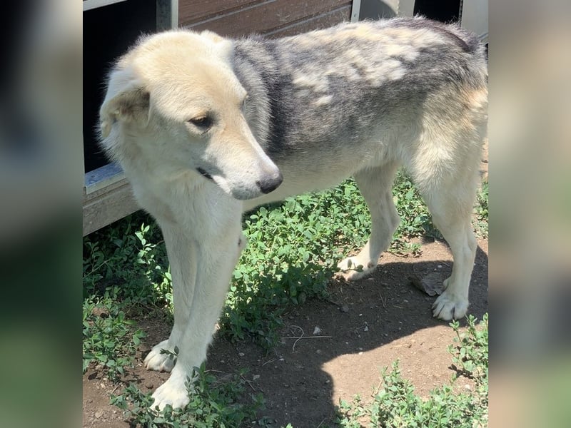 Boybro, geb. ca. 04/2019, lebt in GRIECHENLAND, im städt. Tierheim Serres