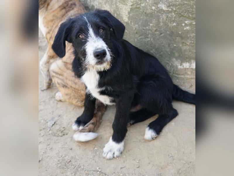 Kasimir, geb. ca. 09/2025, lebt in GRIECHENLAND, auf einer privaten Pflegestelle