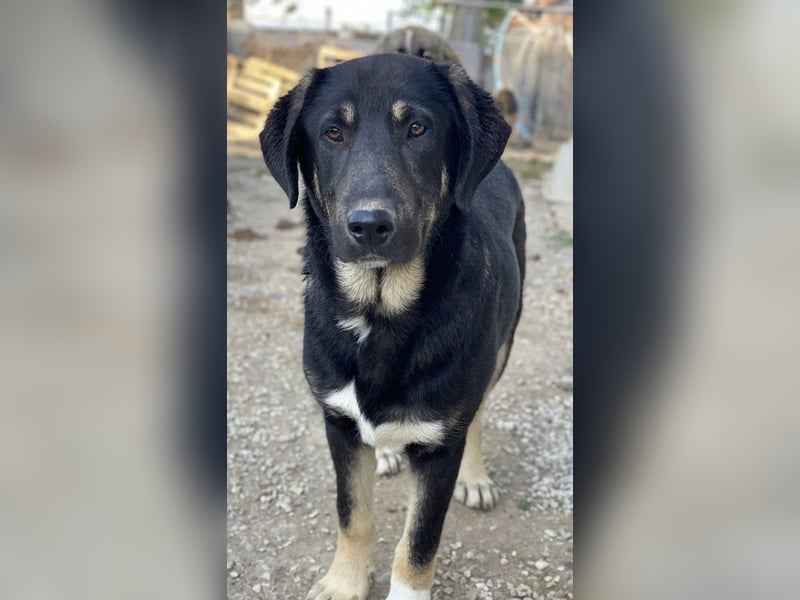 Neco, geb. ca. 11/2023, lebt in GRIECHENLAND, im städt. Tierheim Serres