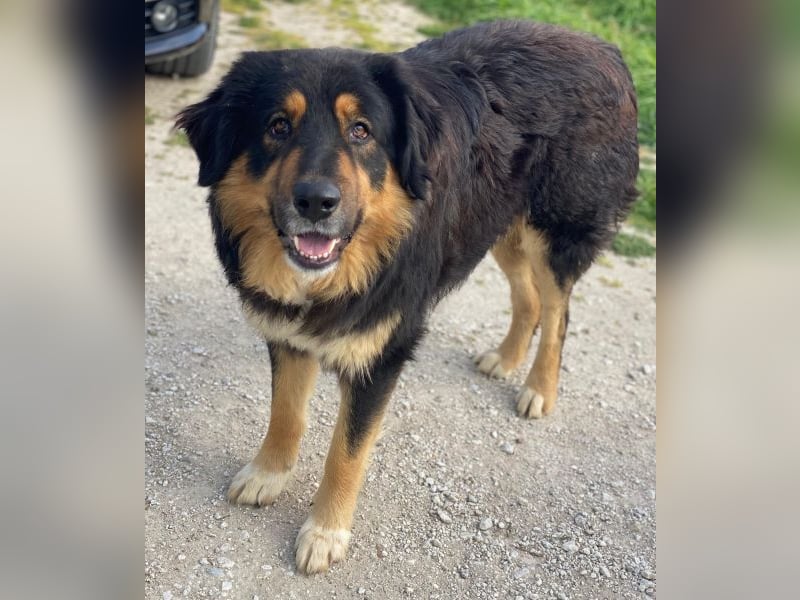 Rubeus Hagrid, geb. ca. 12/2023, lebt in GRIECHENLAND, im städt. Tierheim Serres