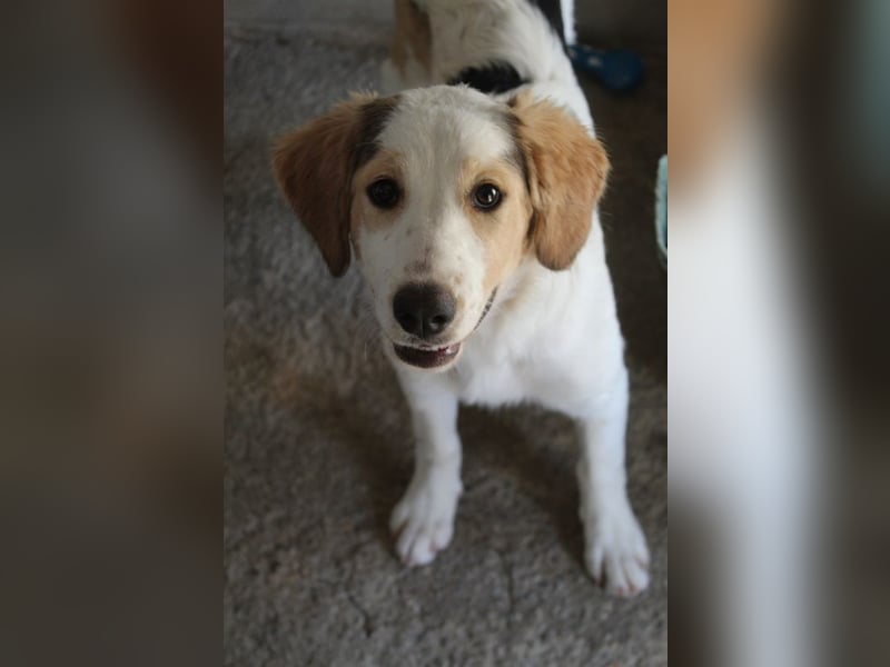 Katra, geb. ca. 04/2025, lebt in GRIECHENLAND, im städt. Tierheim Serres