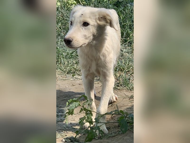Hoss, geb. ca. 04/2022, lebt in GRIECHENLAND, im städt. Tierheim Serres