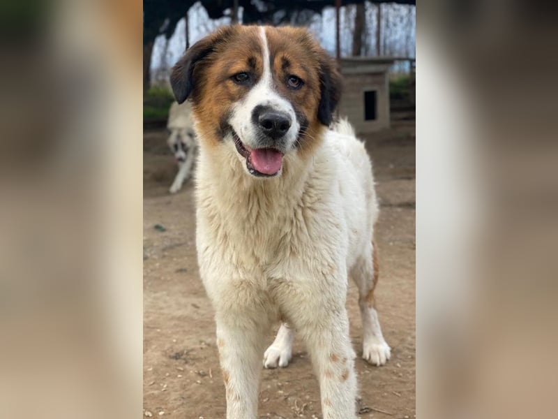 Fiva, geb. ca. 02/2024, lebt in GRIECHENLAND, im städt. Tierheim Serres