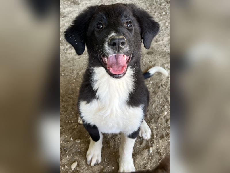 Lotti, geb. ca. 07/2025, lebt in GRIECHENLAND, auf einer privaten Pflegestelle