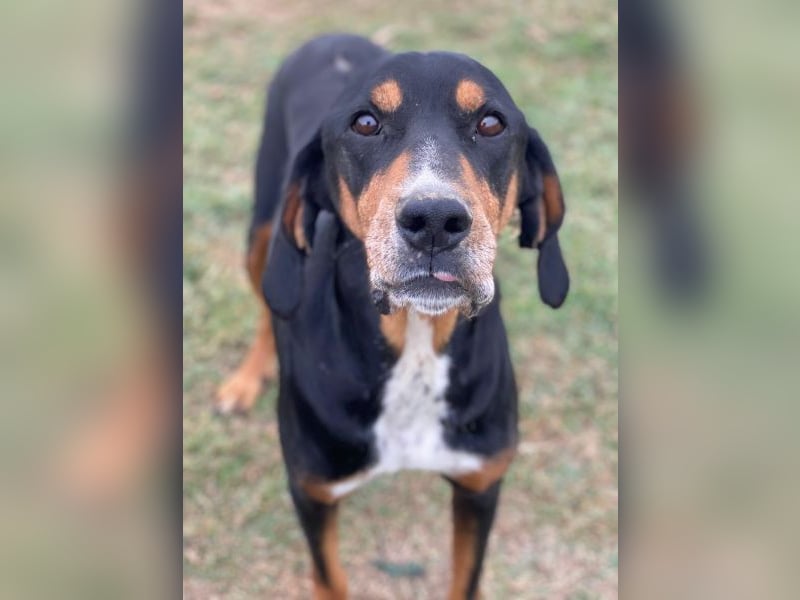 Joker, geb. ca. 11/2021, lebt in GRIECHENLAND, im städt. Tierheim Serres Joker, geb. ca. 11/2021, lebt in GRIECHENLAND, im städt. Tierheim Serres