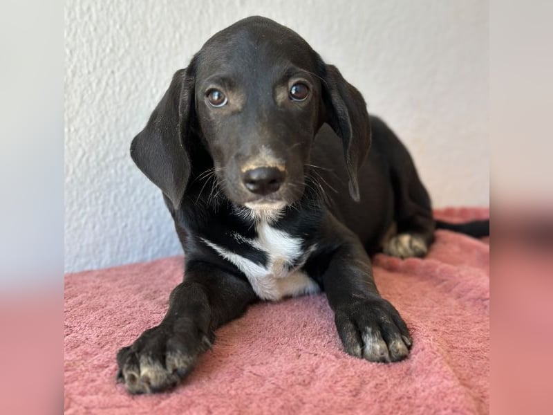 Smokey, geb. 08.06.2026, lebt in GRIECHENLAND, auf einer privaten Pflegestelle