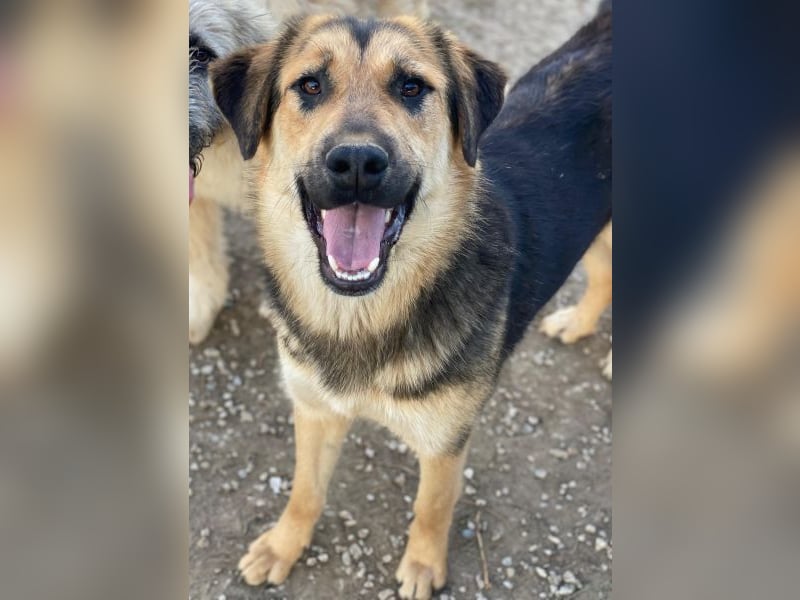 Elphaba, geb. ca. 07/2025, lebt in GRIECHENLAND, im städt. Tierheim Serres