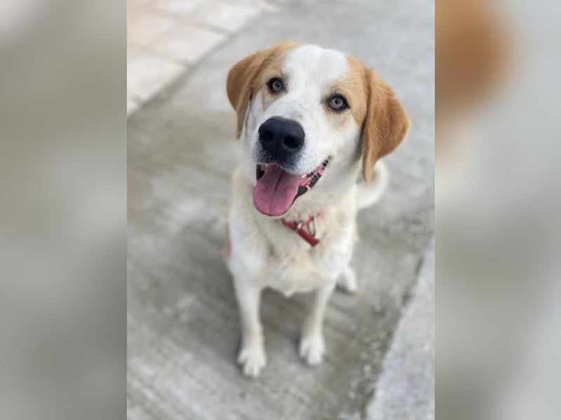 Nikki, geb. ca. 06/2022, lebt in GRIECHENLAND, im städt. Tierheim Serres