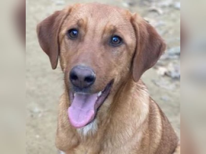 Karamell, geb. ca. 06/2025, lebt in GRIECHENLAND, auf einer privaten Pflegestelle