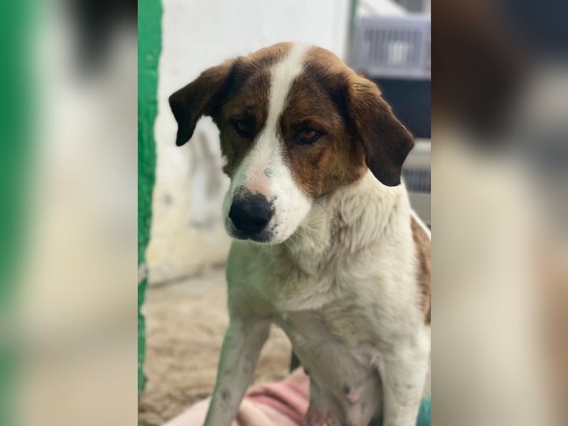 Lauri, geb. ca. 01/2023, lebt in GRIECHENLAND, im städt. Tierheim Serres