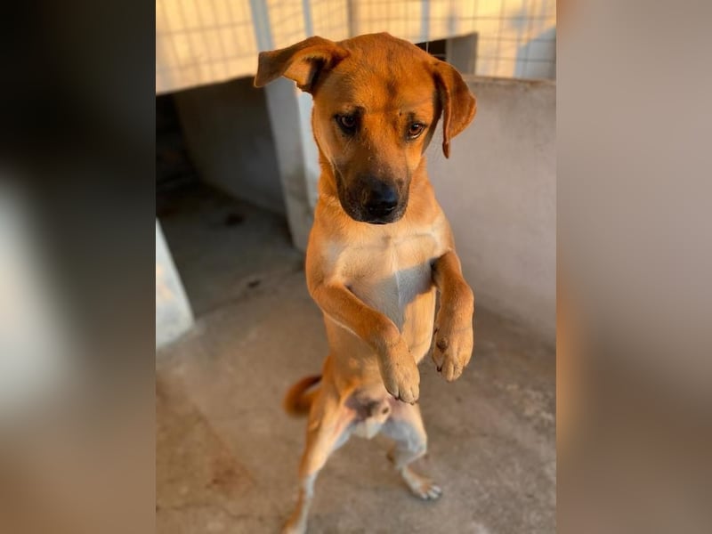 Jordan, geb. ca. 02/2022, lebt in GRIECHENLAND, im städt. Tierheim Serres