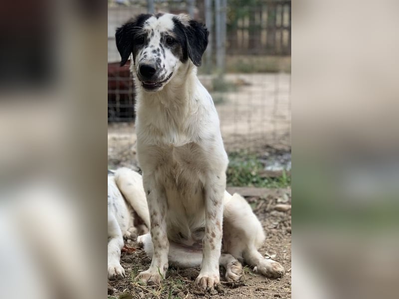 Lime, geb. ca. 02/2023, lebt in GRIECHENLAND, auf einer privaten Pflegestelle