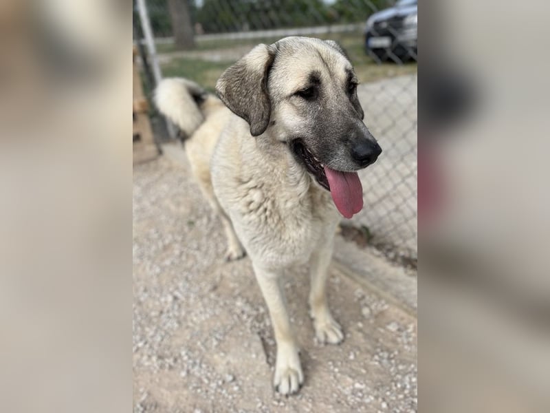 Little Pumpkin, geb. ca. 11/2021, lebt in GRIECHENLAND, im städt. Tierheim Serres