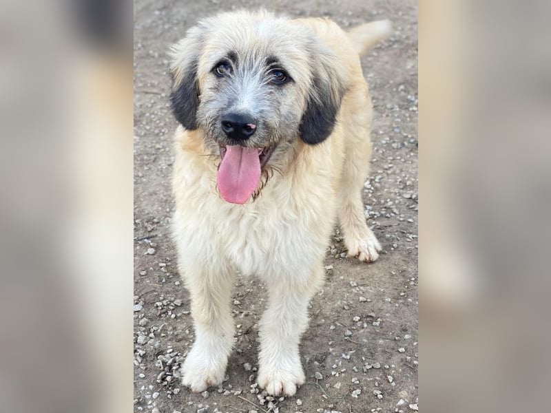 Taigo, geb. ca.09/2025, lebt in GRIECHENLAND, im städt. Tierheim Serres