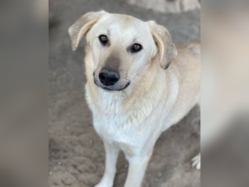Hänschen, geb. ca. 03/2023, lebt in GRIECHENLAND, im städt. Tierheim Serres