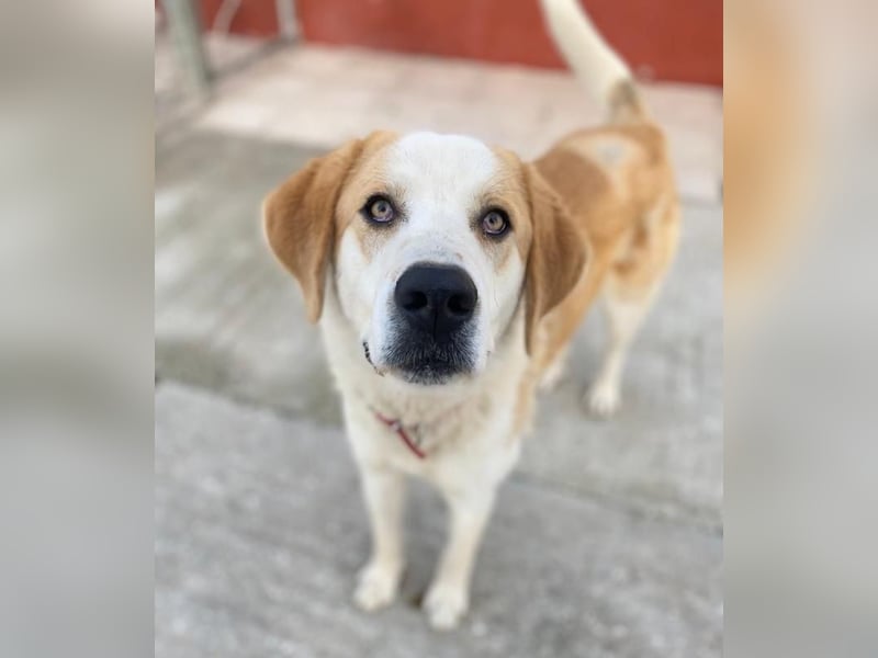 Nikki, geb. ca. 06/2022, lebt in GRIECHENLAND, im städt. Tierheim Serres