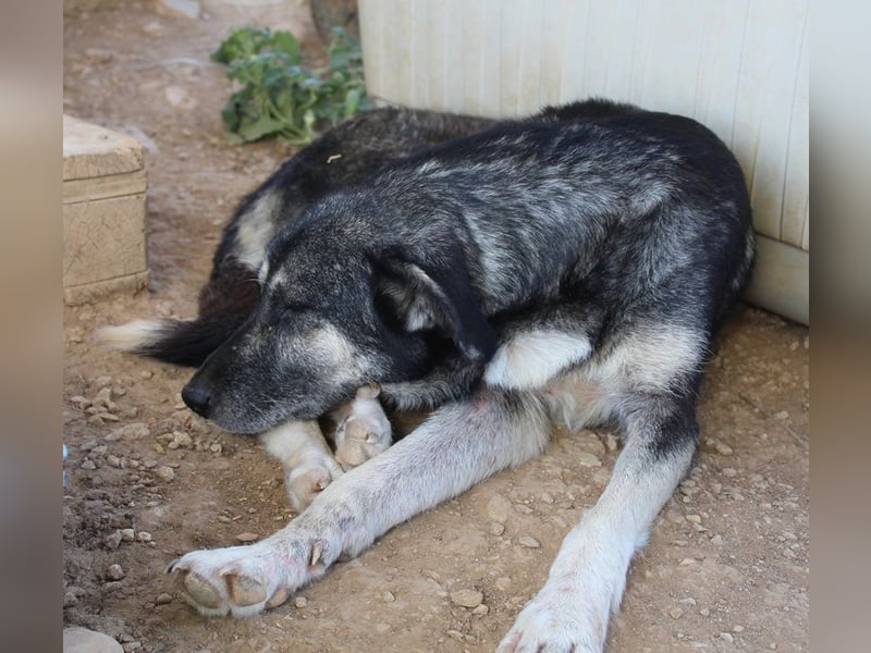 Nancy, geb. ca. 03/2019, lebt in GRIECHENLAND, auf einem Gelände, wird notdürftig versorgt