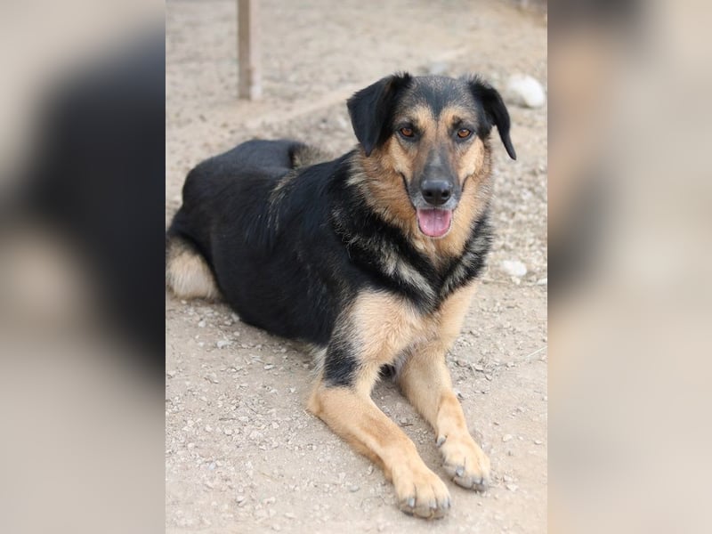 Kitaro, geb. 01/2019, lebt in GRIECHENLAND, im städt. Tierheim Serres