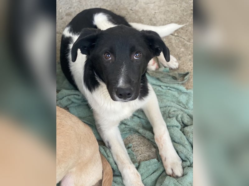 Cap, geb. ca. 06/2024, lebt in GRIECHENLAND, im städt. Tierheim Serres