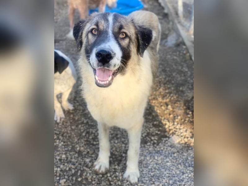 Joel, geb. ca. 01/2023, lebt in GRIECHENLAND, im städt. Tierheim Serres