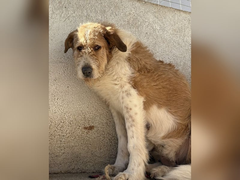 Yennefer, geb. ca. 05/2024, lebt in GRIECHENLAND, im städt. Tierheim Serres