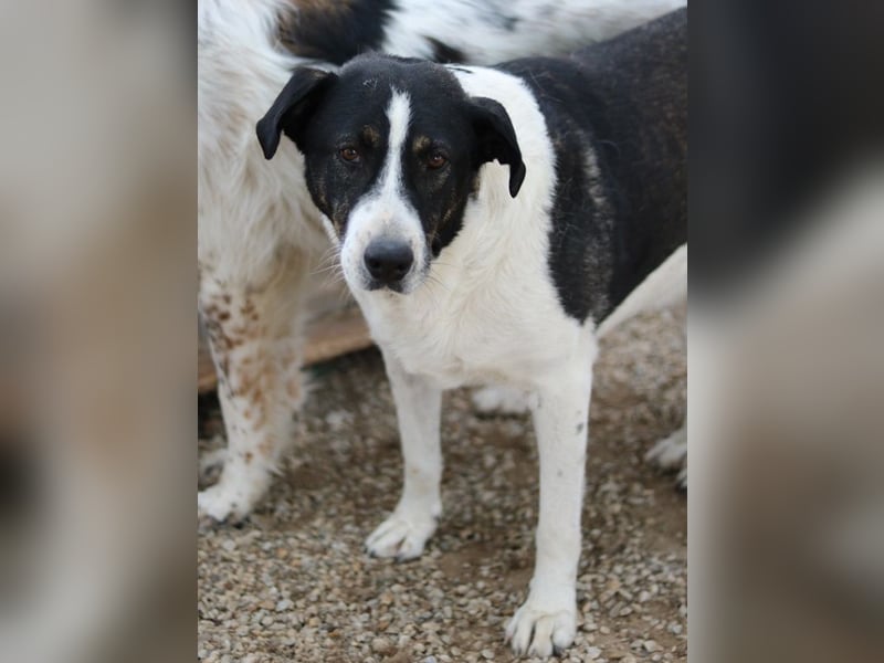 Ancho, geb. ca. 10/2021, lebt in GRIECHENLAND, im städt. Tierheim Serres