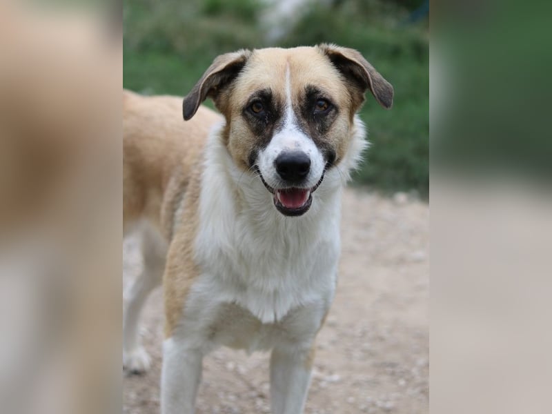 Jeanie, geb. ca. 05/2023, lebt in GRIECHENLAND, im städt. Tierheim Serres