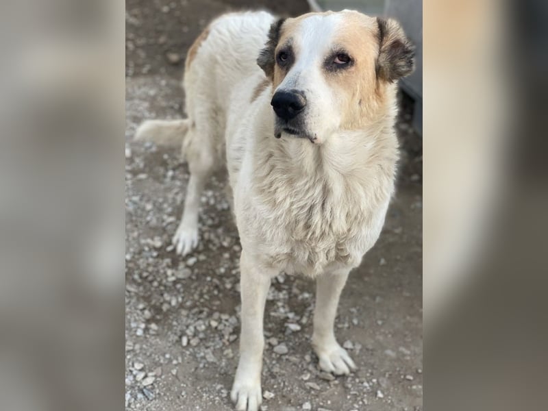 Jorma, geb. ca. 03/2016, lebt in GRIECHENLAND, im städt. Tierheim Serres