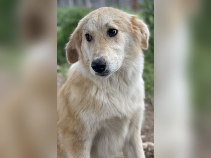 Giannis, geb. ca. 07/2022, lebt in GRIECHENLAND, im städt. Tierheim Serres