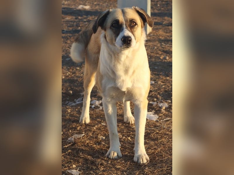 Jeanie, geb. ca. 05/2023, lebt in GRIECHENLAND, im städt. Tierheim Serres