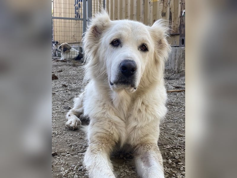 Kankara, geb. ca. 02/2022, lebt in GRIECHENLAND, im städt. Tierheim Serres