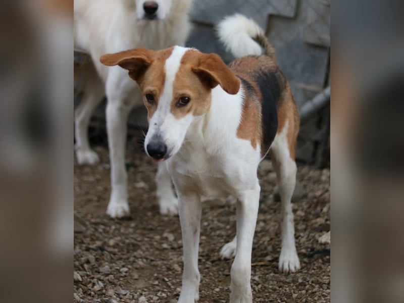 Eneas, geb. ca. 07/2023, lebt in GRIECHENLAND, im städt. Tierheim Serres