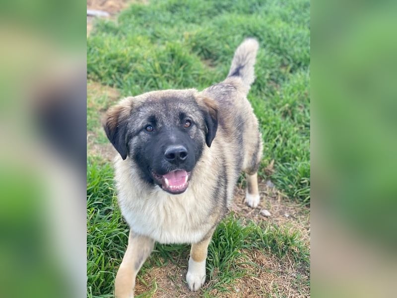 Moglito, geb. ca. 03/2025, lebt in GRIECHENLAND, im städt. Tierheim Serres