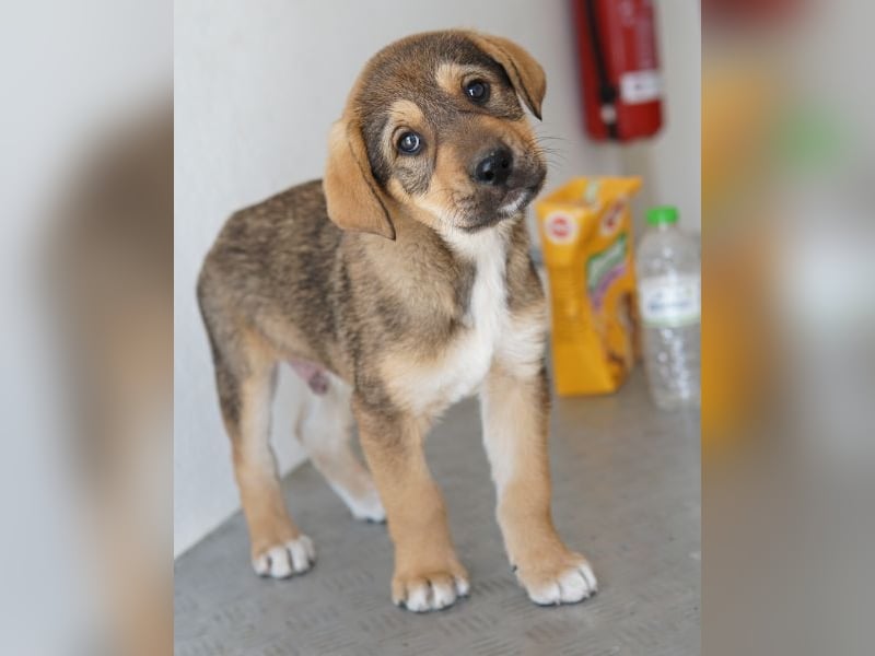 Kuba, geb. ca. 12/2025, lebt in GRIECHENLAND, auf einer privaten Pflegestelle