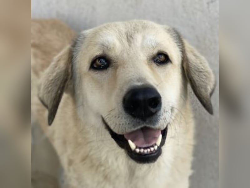 Lanea, geb. ca. 08/2023, lebt in GRIECHENLAND, im städt. Tierheim Serres