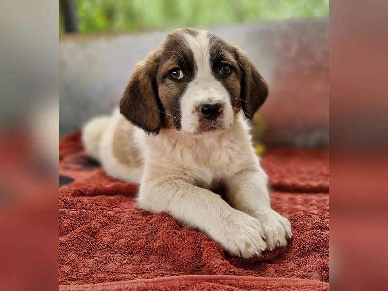 Willa, geb. ca. 01/2024, lebt in GRIECHENLAND, auf einer privaten Pflegestelle