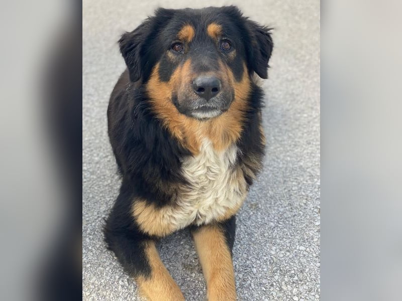 Sirius Black, geb. ca. 12/2023, lebt in GRIECHENLAND, im städt. Tierheim Serres