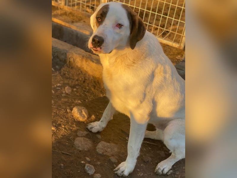 Mäx, geb. ca. 01/2024, lebt in GRIECHENLAND, im städt. Tierheim Serres