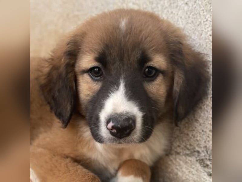 Mirok, geb. ca. 09/2025, lebt in GRIECHENLAND, im städt. Tierheim Serres