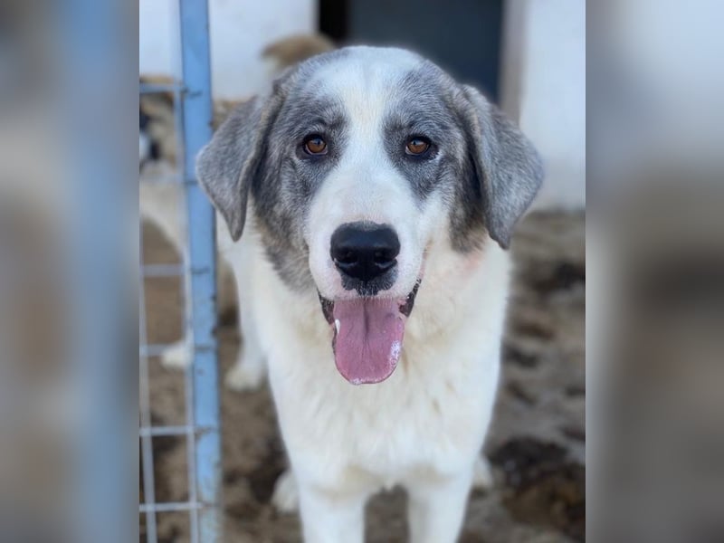 Ryat, geb. ca. 12/2023, lebt in GRIECHENLAND, im städt. Tierheim Serres